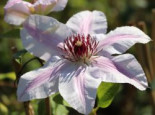 Clematis ‚Nelly Moser‘, 60-100 cm, Containerware