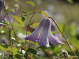 Clematis ‚Radiance‘, 60-100 cm, Clematis texensis ‚Radiance‘, Containerware