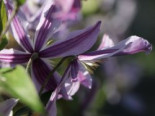 Clematis ‚Star River‘, 60-100 cm, Containerware