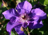 Clematis ‚The President‘, 60-100 cm, Containerware