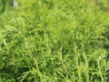Eberraute / Cola-Strauch, Artemisia abrotanum, Topfware