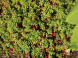 Cranberry / Großfruchtige Moosbeere, 20-30 cm, Vaccinium macrocarpon, Containerware