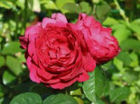Edelrose ‚Ascot‘ ®, Rosa ‚Ascot‘ ®, Containerware