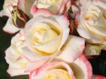Edelrose 'Athena' ®, Rosa 'Athena' ®, Wurzelware