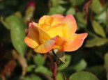 Edelrose 'Canary' ®, Rosa 'Canary' ®, Wurzelware