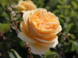 Edelrose ‚Candlelight‘ ®, Rosa ‚Candlelight‘ ®, Containerware