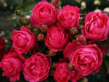 Edelrose 'Cherry Lady' ®, Rosa 'Cherry Lady' ®, Containerware