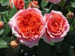 Edelrose ‚Chippendale‘ ®, Stamm 60 cm, Rosa ‚Chippendale‘ ®, Containerware
