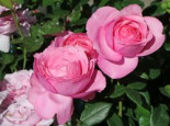 Edelrose ‚Desirée‘ ®, Rosa ‚Desirée‘ ® ADR-Rose, Wurzelware