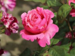 Edelrose ‚Elbflorenz‘, Rosa ‚Elbflorenz‘ ADR-Rose, Containerware