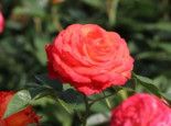 Edelrose ‚Feurio‘ ®, Rosa ‚Feurio‘ ® ADR-Rose, Wurzelware