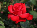 Edelrose ‚Grande Amore‘ ®, Rosa ‚Grande Amore‘ ® ADR-Rose, Containerware
