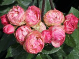 Edelrose ‚Lovely Rokoko‘ ®, Rosa ‚Lovely Rokoko‘ ® / Noblesse® Spray-Rose, Containerware