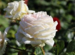 Edelrose Parfuma ® ‚Madame Anisette‘ ®, Rosa Parfuma ® ‚Madame Anisette‘ ® ADR-Rose, Containerware