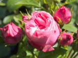Edelrose ‚Playful Rokoko‘ ® / Noblesse® Spray-Rose, Rosa ‚Playful Rokoko‘ ® / Noblesse® Spray-Rose, Containerware
