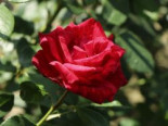 Edelrose ‚Red Intuition‘ ®, Rosa ‚Red Intuition‘ ®, Containerware