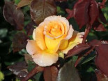 Edelrose 'Whisky' ®, Rosa 'Whisky' ®, Containerware