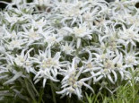 Edelweiß ‚Blossom of Snow‘, Leontopodium alpinum ‚Blossom of Snow‘, Topfware