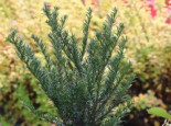 Eibe 'Renke's Kleiner Grüner' ®, 30-40 cm, Taxus baccata 'Renke's Kleiner Grüner' ®, Containerware