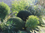 Eibe 'Schwarzgrün' (Kugel), 25-30 cm, Taxus baccata 'Schwarzgrün' (Kugel), Containerware