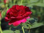 Englische Rose ‚Darcey Bussell‘, Rosa ‚Darcey Bussell‘, Containerware
