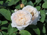 Englische Rose ‚Winchester Cathedral‘ ®, Rosa ‚Winchester Cathedral‘ ®, Containerware