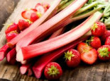 Erdbeer-Rhabarber / Himbeer-Rhabarber ‚Frambozen Rood‘, Rheum rhabarbarum ‚Frambozen Rood‘, Containerware