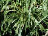 Esskastanie ‚Asplenifolia‘, 30-40 cm, Castanea sativa ‚Asplenifolia‘, Containerware