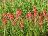 Fackellilie ‚Poco Red‘, Kniphofia uvaria ‚Poco Red‘, Topfware