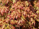 Fächer-Ahorn ‚Murasaki kiyohime‘, 40-50 cm, Acer palmatum ‚Murasaki kiyohime‘, Containerware