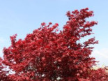 Fächerahorn ‚Granat‘, 40-60 cm, Acer palmatum ‚Granat‘, Containerware