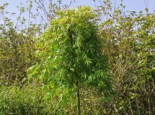 Fächerahorn 'Ryusen', Stamm 80 cm, Acer palmatum 'Ryusen', Stämmchen