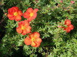 Fingerstrauch 'Marian Red Robin' ®, 20-30 cm, Potentilla 'Marian Red Robin' ®, Containerware