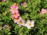 Fingerstrauch ‚Pink Lady‘, 20-30 cm, Potentilla fruticosa ‚Pink Lady‘, Containerware