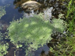Frühlings Wasserstern, Callitriche palustris, Topfware