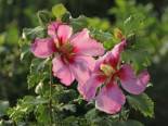 Garteneibisch 'Walberton's Rose Moon', Stamm 40-50 cm, 50-60 cm, Hibiscus syriacus 'Walberton's Rose Moon', Stämmchen
