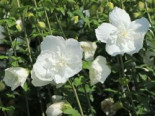 Garteneibisch ‚White Chiffon‘ ®, Stamm 40-50 cm, 50-70 cm, Hibiscus syriacus ‚White Chiffon‘ ®, Stämmchen