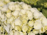Bauernhortensie ‚First White‘, 30-40 cm, Hydrangea macrophylla ‚First White‘, Containerware