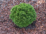 Gartenzypresse ‚Green Globe‘, 15-20 cm, Chamaecyparis lawsoniana ‚Green Globe‘, Containerware
