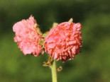 Gefülltblühende Stockrose 'Pleniflora Salmon Pink', Alcea rosea 'Pleniflora Salmon Pink', Topfware
