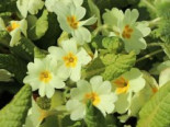 Gelbe Stängellose Schlüsselblume, Primula vulgaris, Topfware
