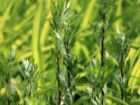 Gewöhnlicher Beifuß, Artemisia vulgaris, Topfware