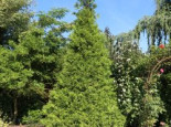 Goldspitzen Lebensbaum ‚Aurescens‘, 60-80 cm, Thuja plicata ‚Aurescens‘, Containerware