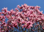 Großblumige Magnolie ‚Galaxy‘, 40-60 cm, Magnolia sprengeri ‚Galaxy‘, Containerware