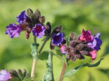 Großgeflecktes Lungenkraut ‚Majeste‘, Pulmonaria saccharata ‚Majeste‘, Topfware