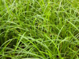 Grünblättrige Segge ‚Irish Green‘, Carex foliosissima ‚Irish Green‘, Topfware