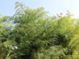 Hahnenkamm-Sicheltanne ‚Elegans Viridis‘, 30-40 cm, Cryptomeria japonica ‚Elegans Viridis‘, Containerware