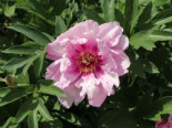 Halbstrauchige Pfingstrose ‚First Arrival‘, Paeonia Itoh-Hybride ‚First Arrival‘, Topfware