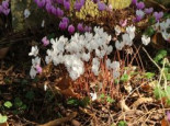 Herbst Alpenveilchen 'Album', Cyclamen hederifolium 'Album', Topfware