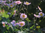 Herbst-Anemone ‚Pink Saucer‘, Anemone japonica ‚Pink Saucer‘, Topfware